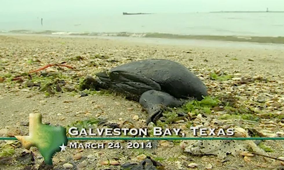 Texas Oil Spill Expected to 'Get Much Worse’ for Wildlife