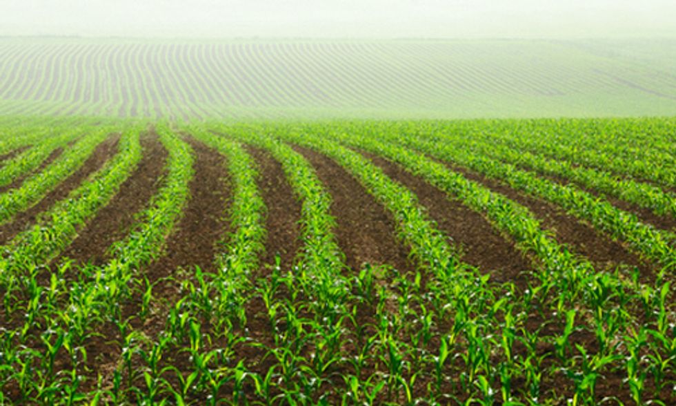 U.S. Farmers Increase Planting of GMO Corn Banned From China Markets