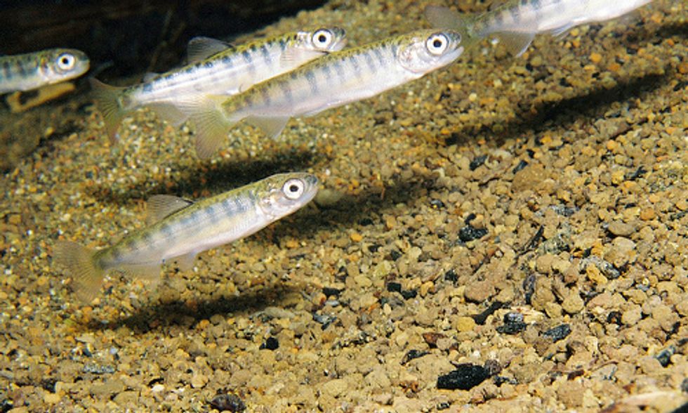 California Drought Forces Fisheries to Truck Salmon Smolts to Sea
