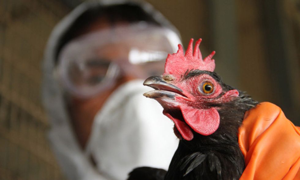South Korean Poultry Approved for Sale in U.S. Despite Bird Flu Outbreak