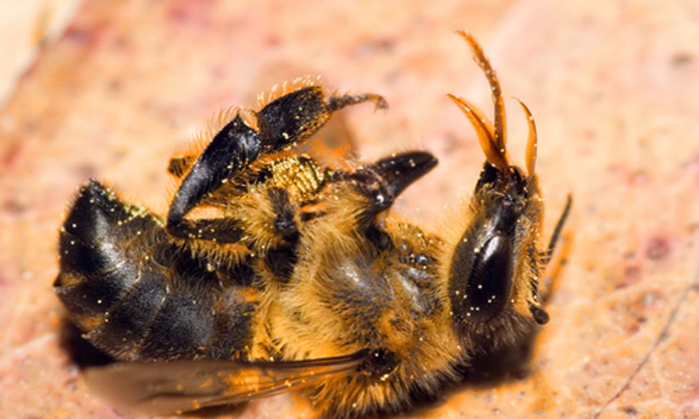 Study Shows Bee-Killing Neonicotinoid Seed Treatments Offer ‘Little to No Benefit’