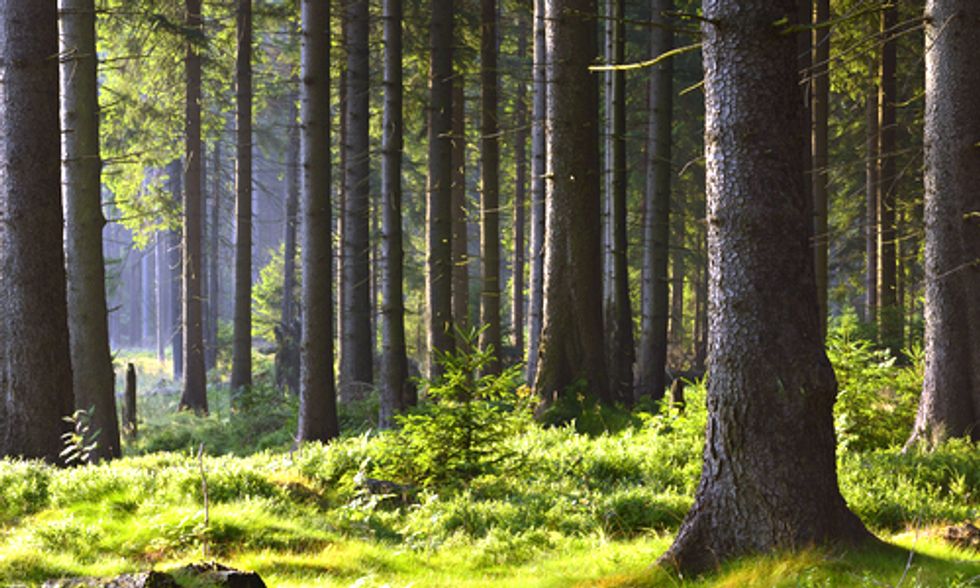 Burning Trees for Electricity Is Actually Dirtier Than Coal
