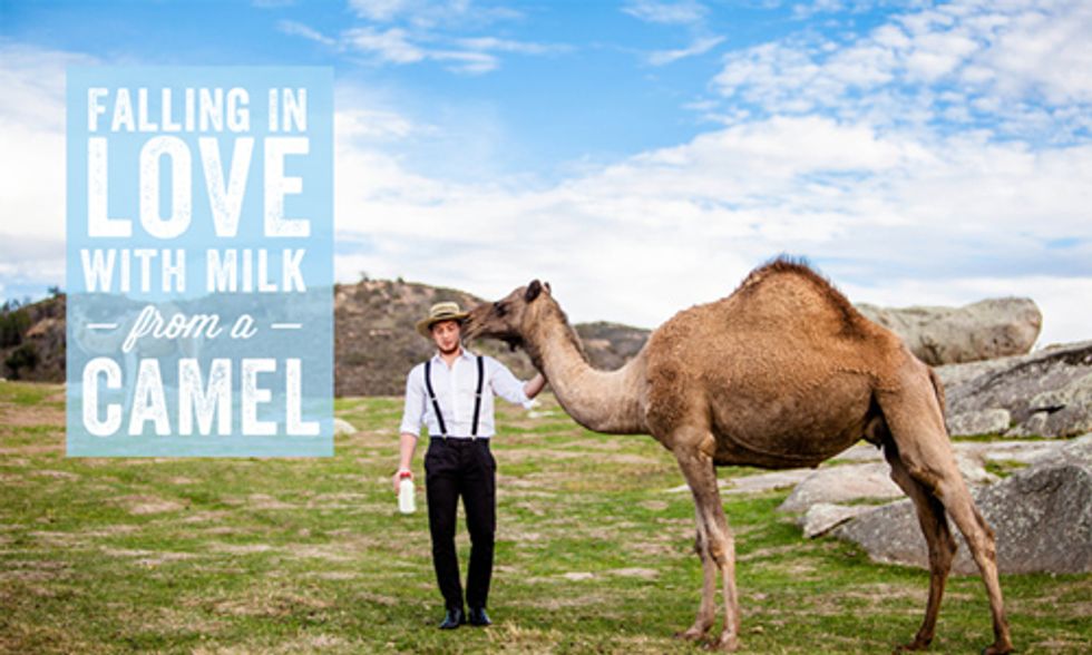 Will Camel's Milk Be the Next Big Craze?