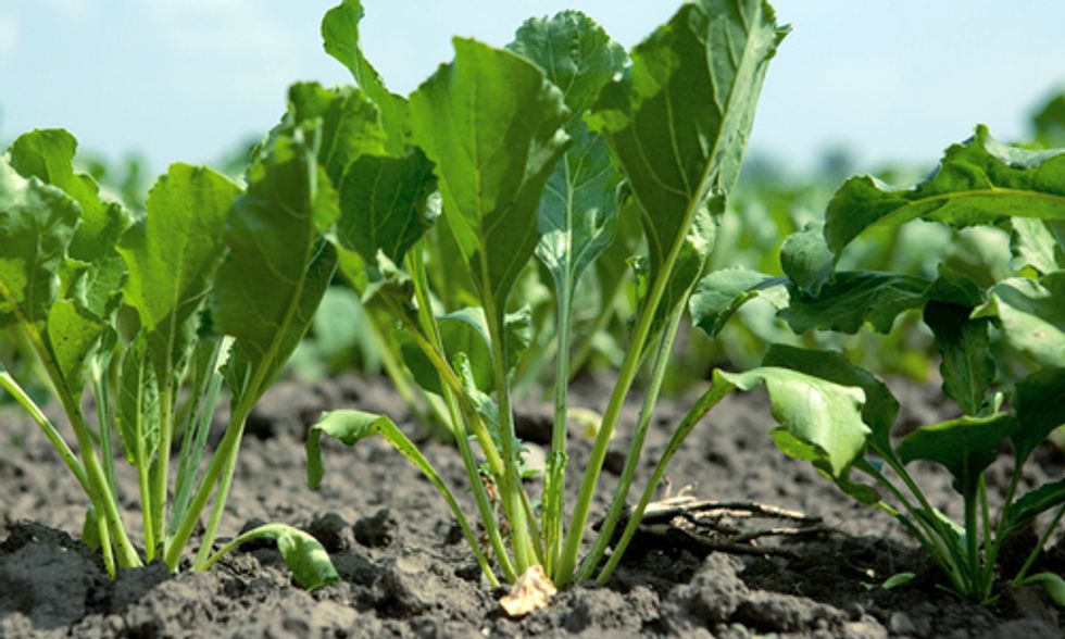 Sugar Beet Leaves Create Vegan Protein Alternative
