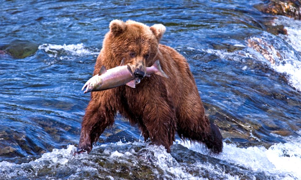 David Suzuki: Hundreds of Grizzly Bears Will Die in Barbaric Trophy Hunt