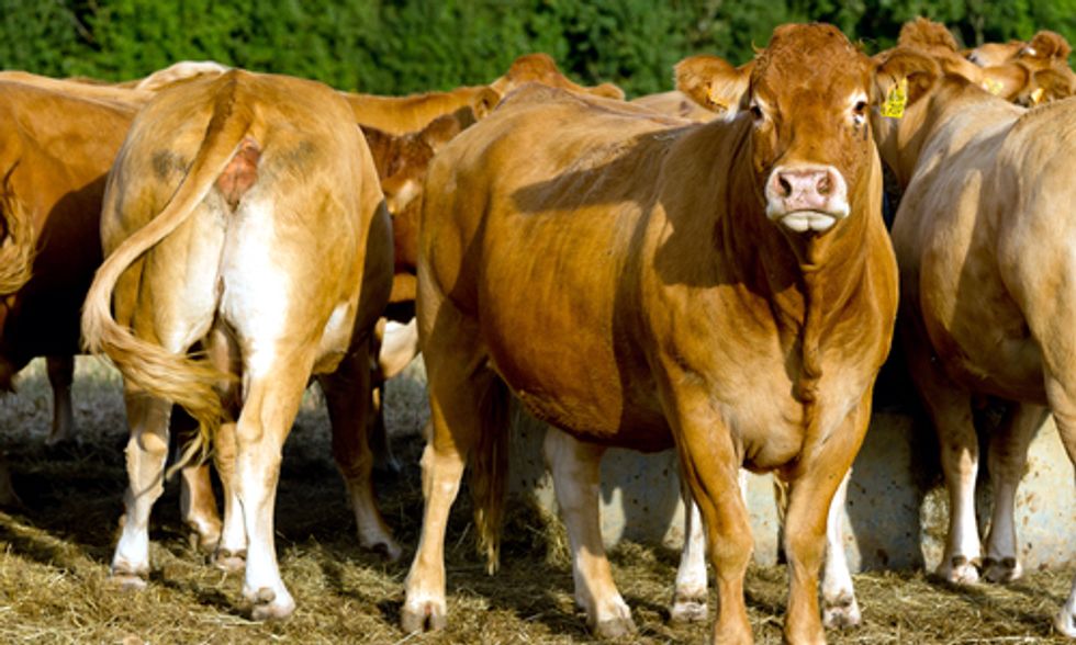 Is 'Sustainable Beef' an Oxymoron?