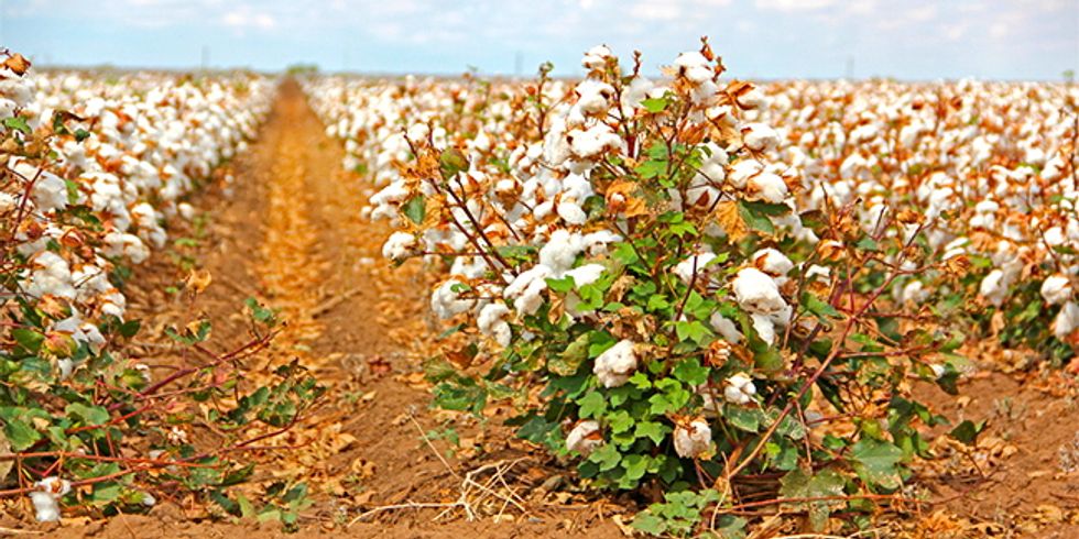 Look Out Cotton, These 3 Fruits Are Shaking Up the Textile Industry ...