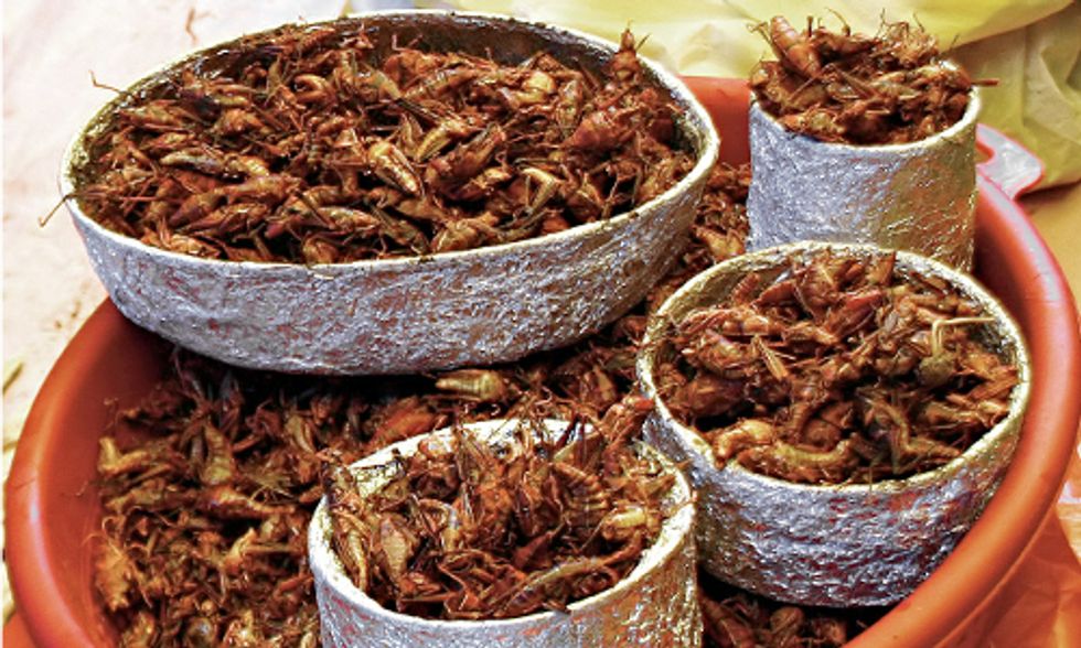 Are Insects the Next Climate-Friendly Superfood?
