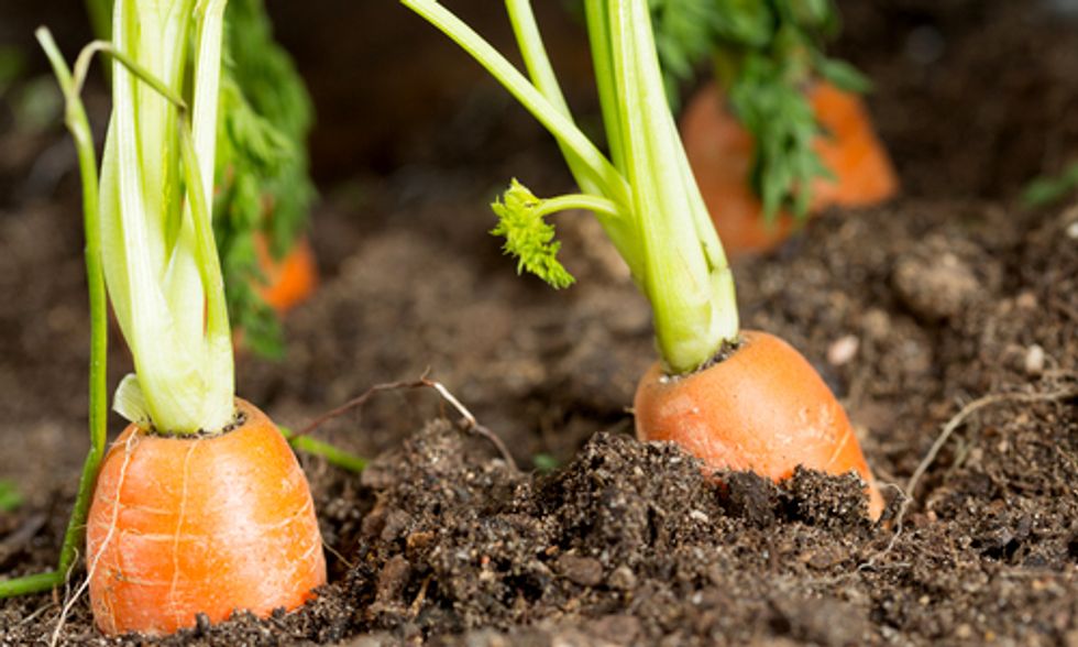 Certified Naturally Grown: A New Way to Identify Pesticide-Free, Non-GMO Food