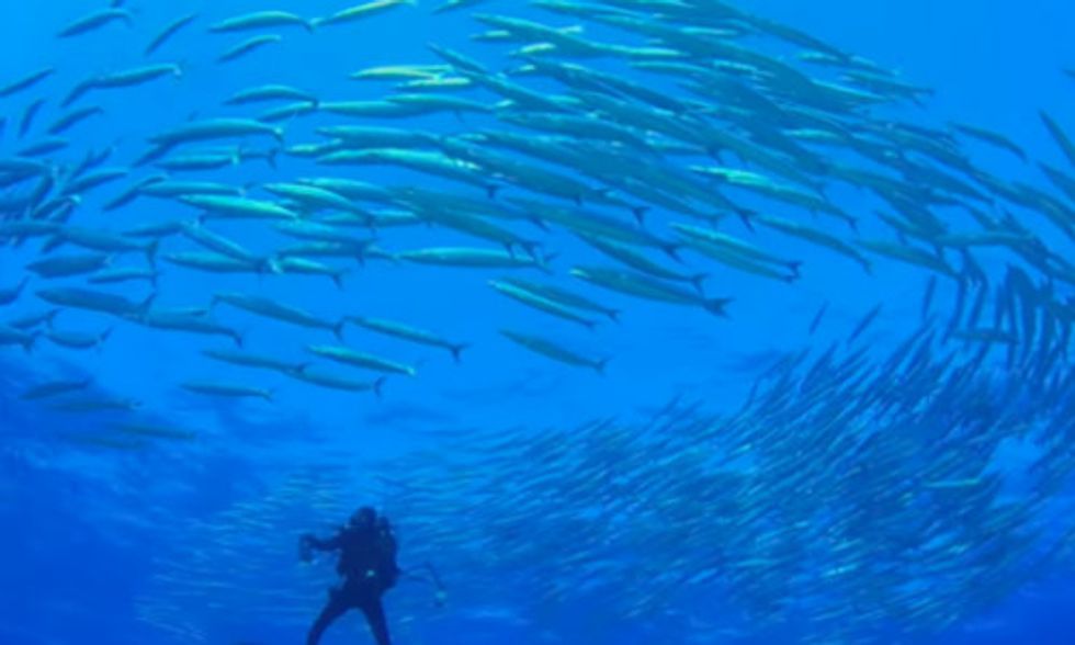 World's Largest Contiguous Marine Reserve Created to Stop Illegal Fishing