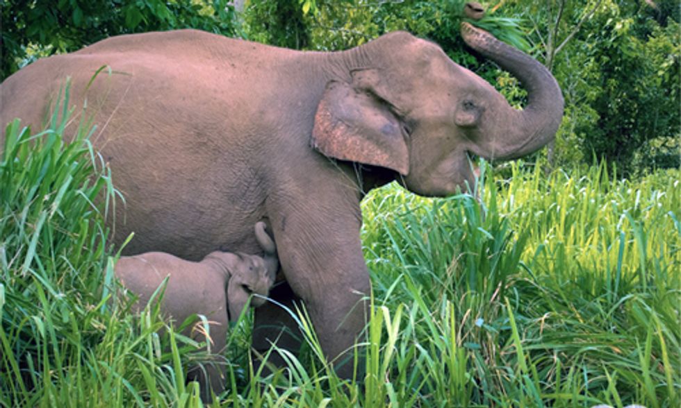 Global War Against Nature: 100 Elephants Killed Each Day in Illegal Ivory Trade