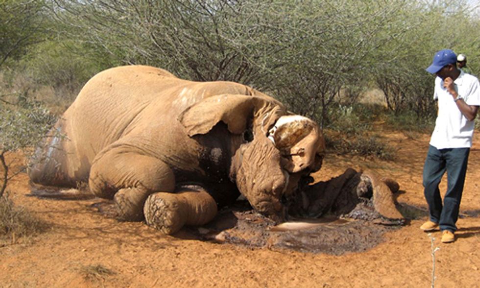 68 Elephants Massacred in Democratic Republic of Congo in Past 60 Days, Is Extinction Only Decades Away?