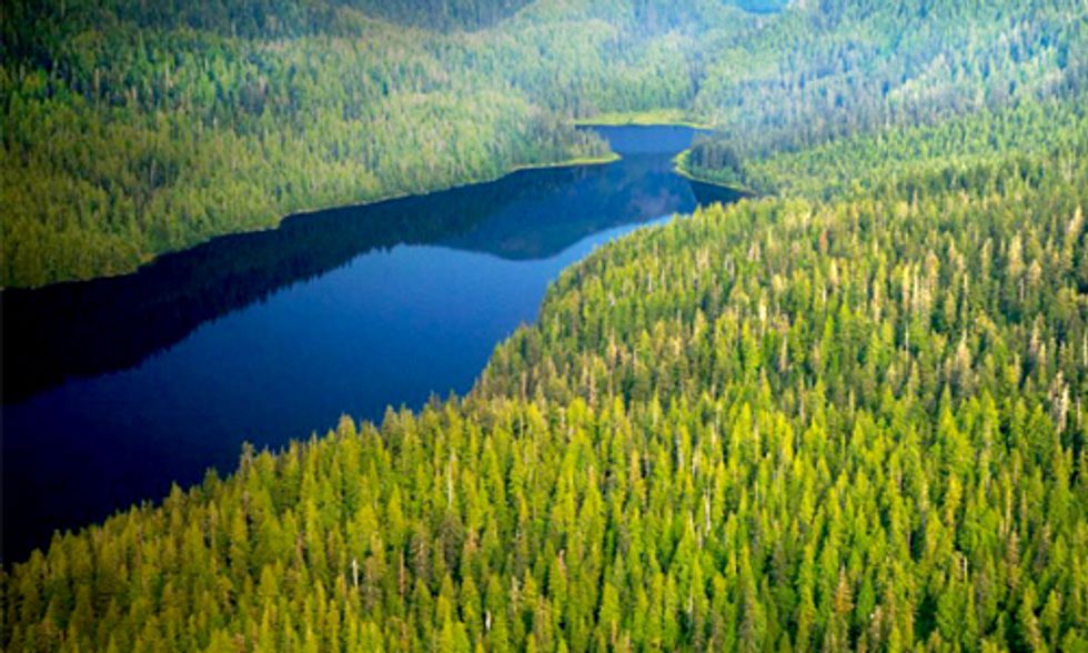 6,000 Acres of Old Growth Forests Slated for Logging, the Largest Sale in Decades