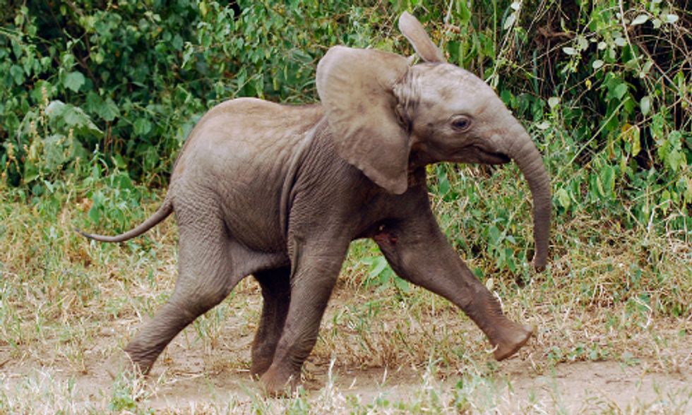Pick the Winner: 32 Endangered Animals Face Off in March Sadness Bracket