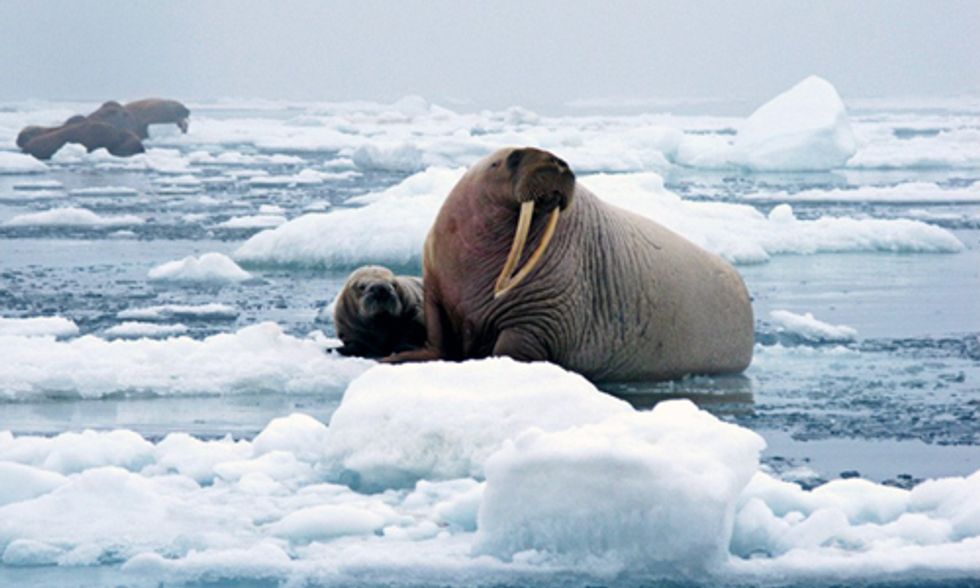 Shell's Arctic Drilling Plans Approved by Department of Interior