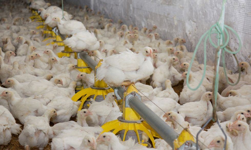 Will Arsenic Finally be Removed From Poultry Production?