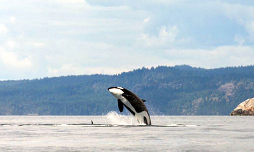California's Historic Drought Threatens the Future of Orca Whales