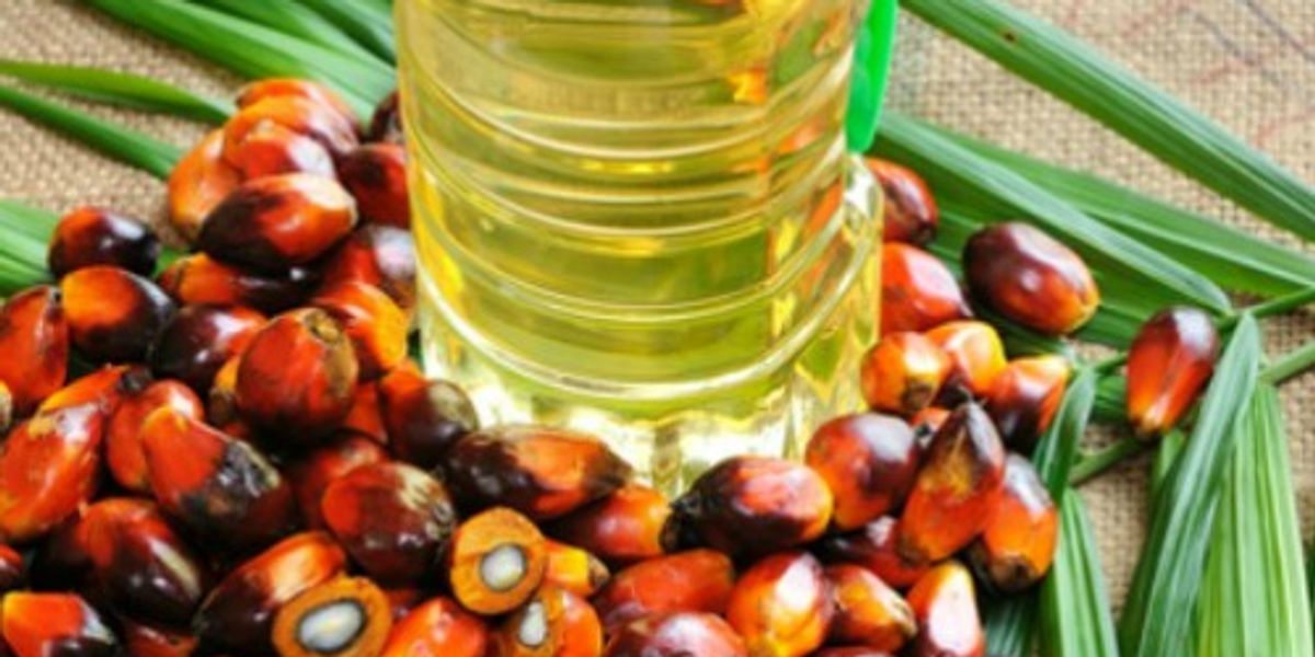 Find Out Which Companies  Responsibly Source Palm  Oil  You 