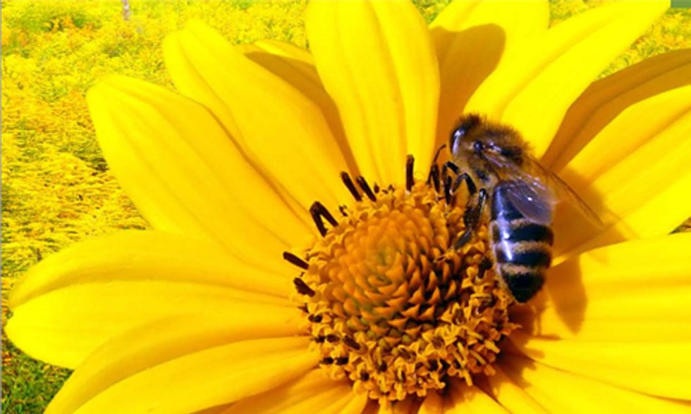 Lowe's to Stop Selling Bee-Killing Pesticides to Protect Pollinators