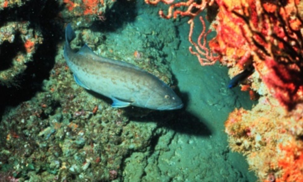 NOAA: Overfished Stocks on the Rebound