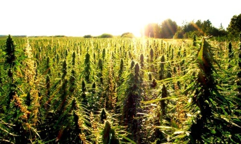 4 Best Reasons to Legalize Hemp