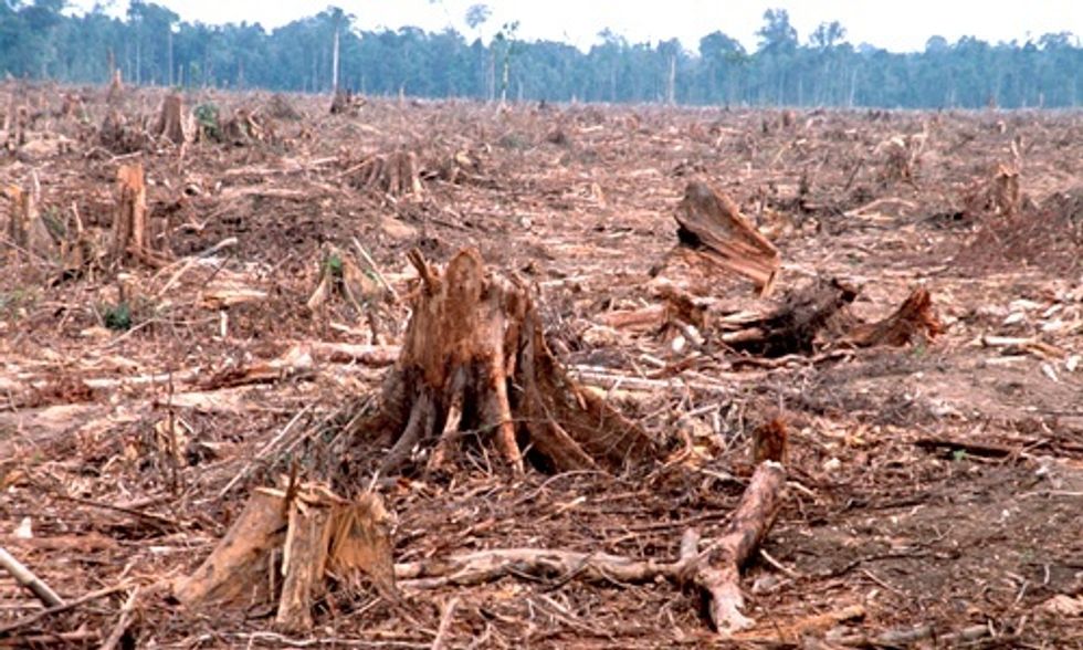 McDonald's Pledges to Eliminate Deforestation From Its Entire Supply Chain