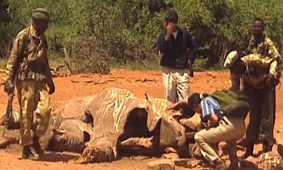 Every 20 Minutes an Elephant Is Killed for Its Tusks