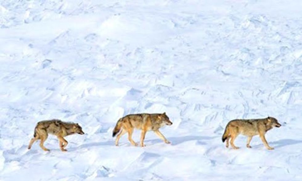Only 3 Wolves Left at Isle Royale National Park