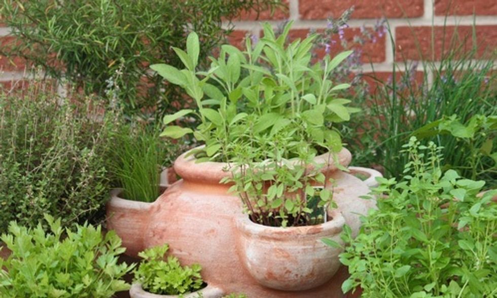 3 Reasons to Start Growing an Herb Garden Today