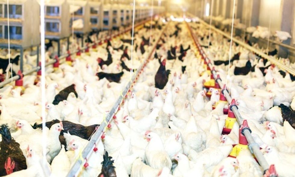 3 Reasons Why Tyson's Antibiotic-Free Chicken Is a Big Deal