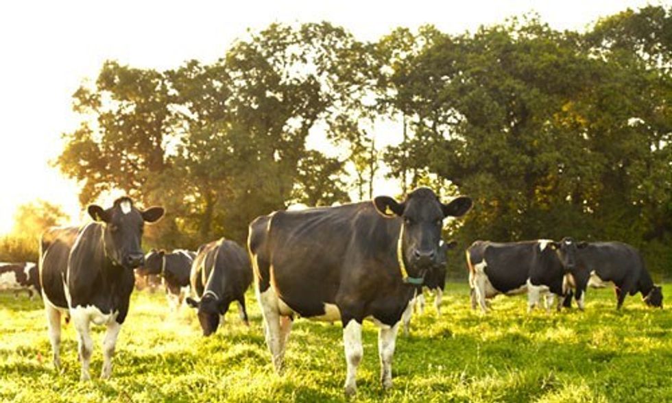 Organic Milk Under Attack by Scaremongers