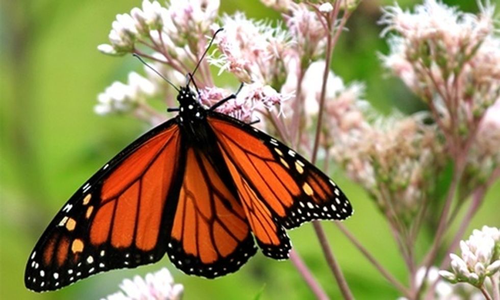 David Suzuki: How to Save the Monarch Butterfly