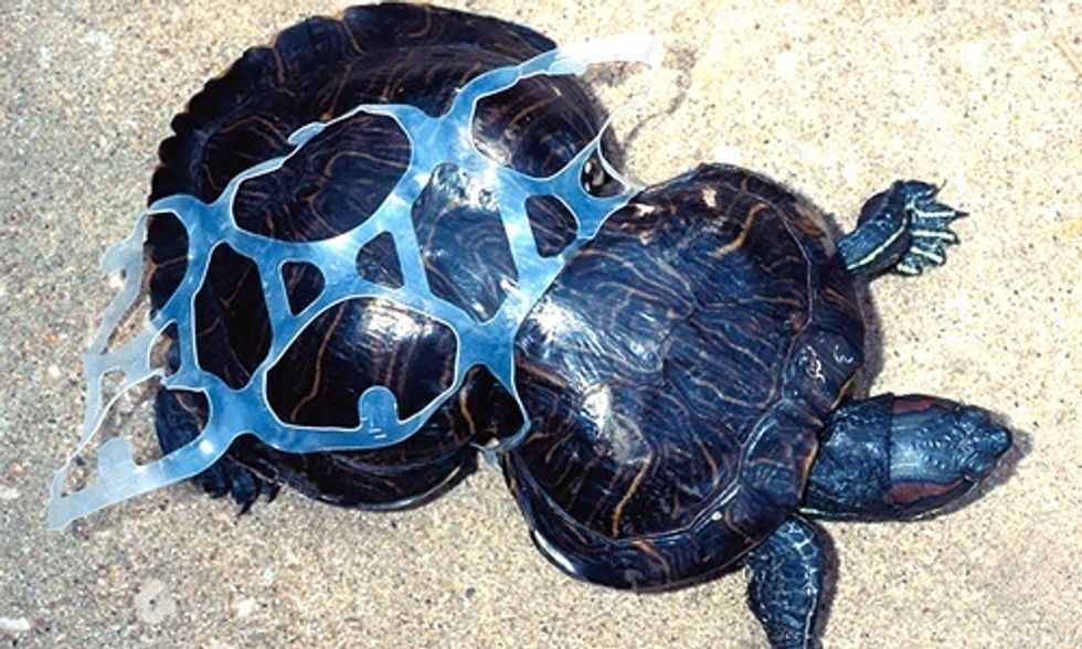 14 Heartbreaking Photos That Will Inspire You to Recycle