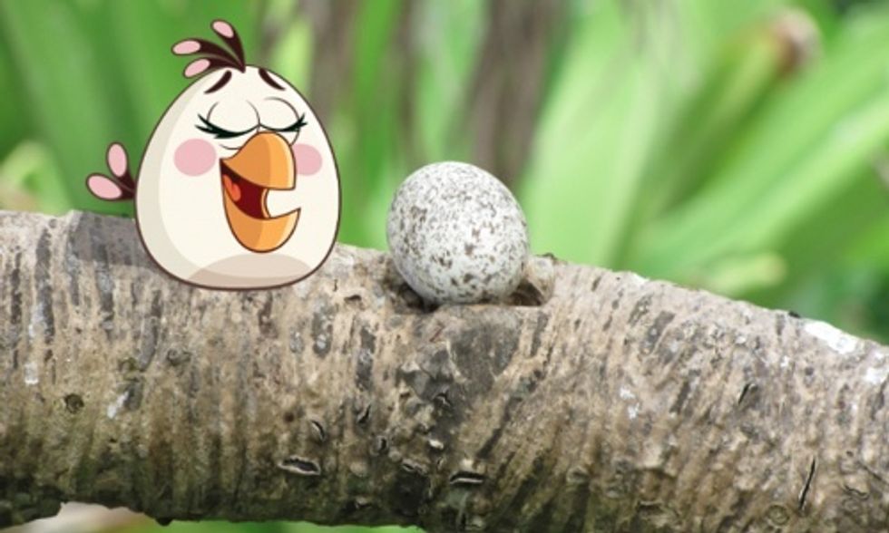 Angry Birds Mobilizes Millions to Save Endangered Species and #ActOnClimate
