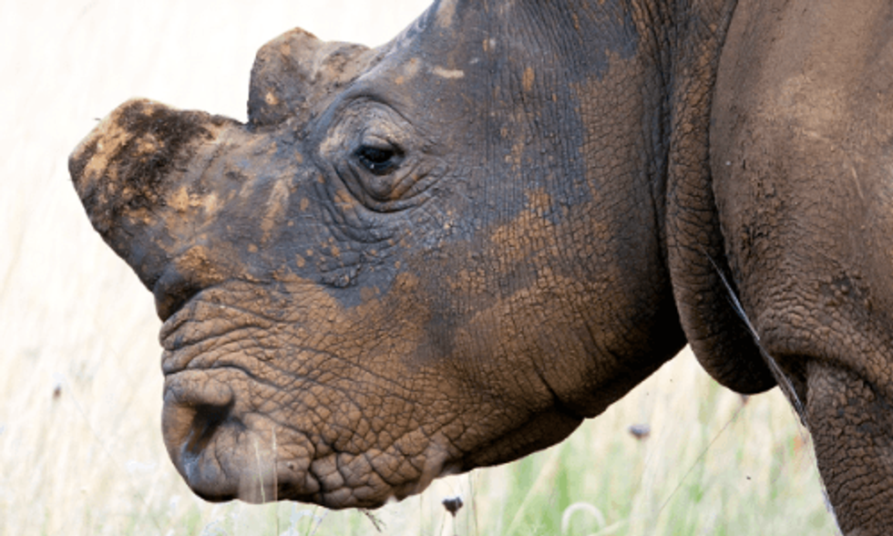 Can 3D-Printing Save Rhinos From Going Extinct? - EcoWatch