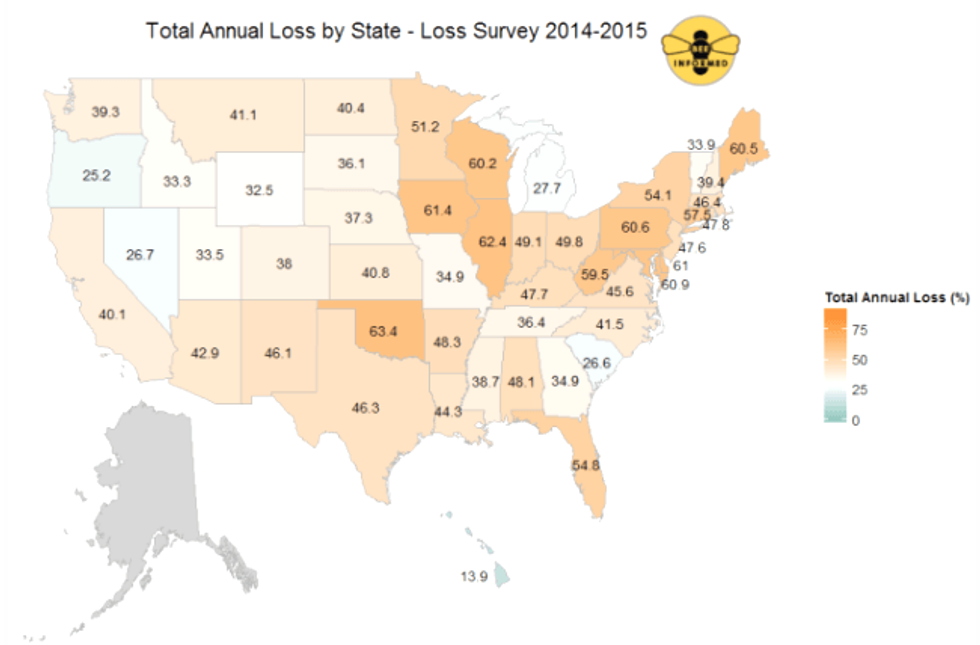 U.S. Honeybee Population Plummets by More Than 40, USDA Finds EcoWatch