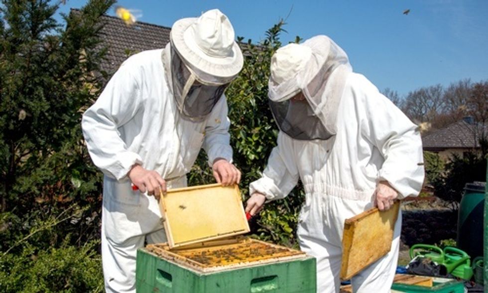 U.S. Honeybee Population Plummets by More Than 40%, USDA Finds