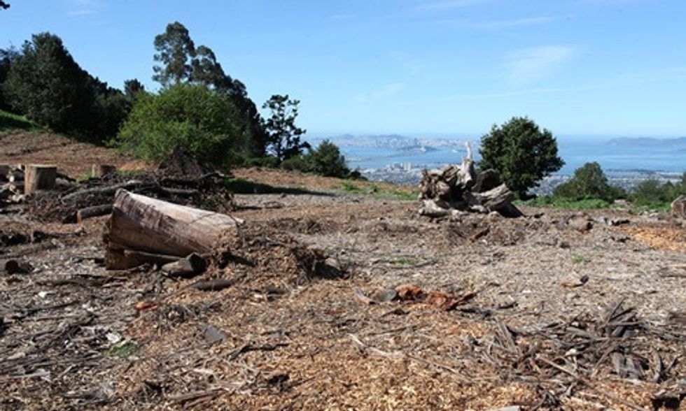 5 Reasons This Clearcut of Nearly Half a Million Trees Is a Horrible Idea