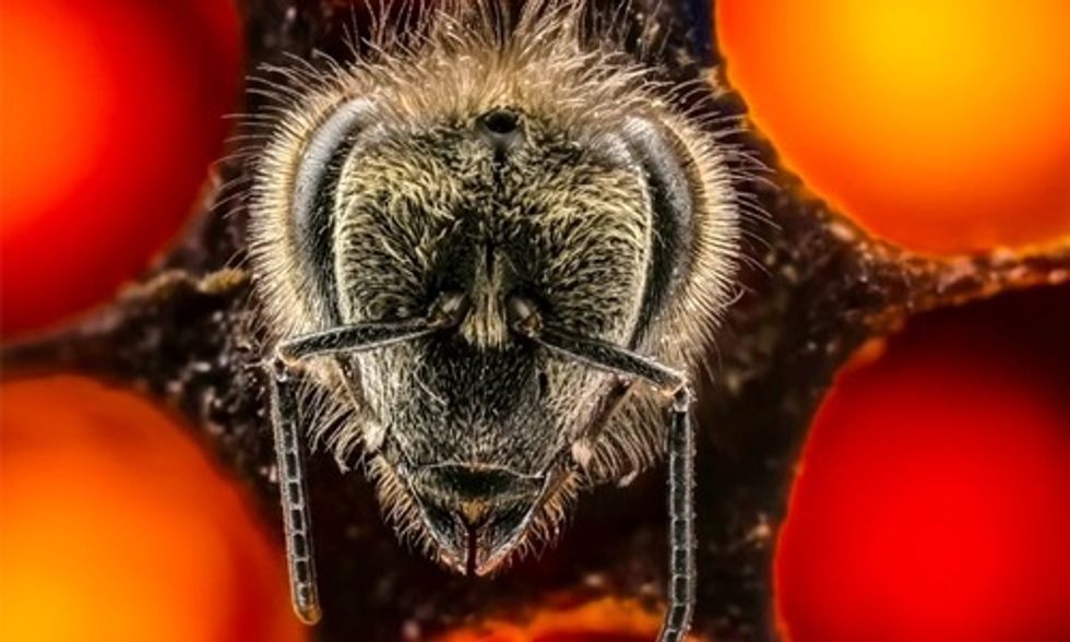 Thrilling Ted Talk Looks at the First 21 Days of a Bee's Life