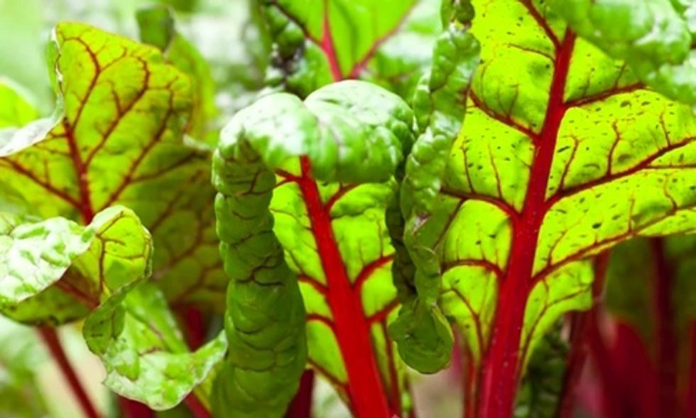 7 Reasons to Eat Swiss Chard (The Ultimate Superfood)