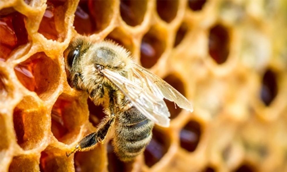 3 Problems With Obama's Plan to Save the Bees