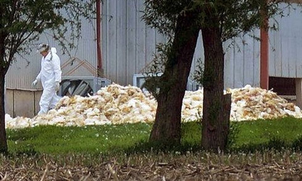 Nearly 40 Million Birds Dead as Avian Flu Ravages Midwest