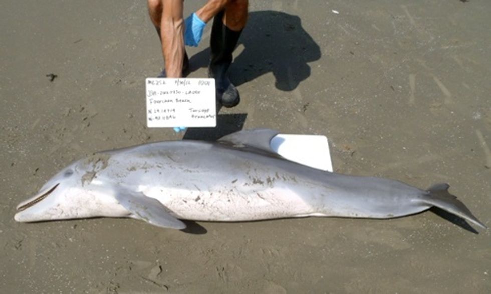 Record Dolphin Die-Off Linked to Gulf Oil Spill