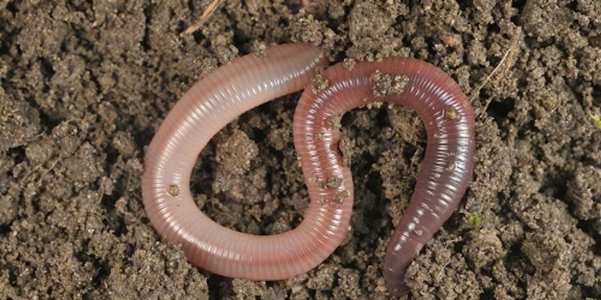 Could Earthworms Save the Climate? - EcoWatch