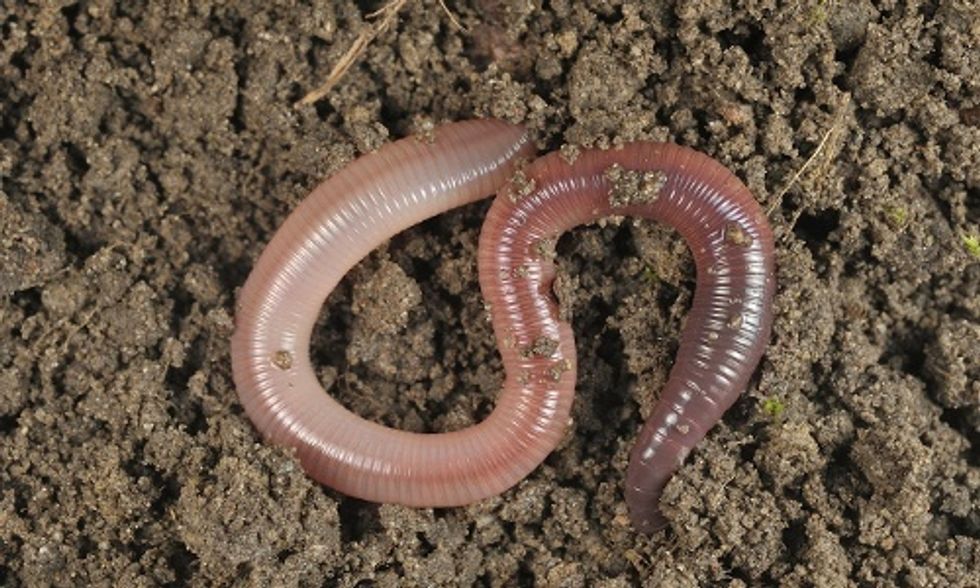 Could Earthworms Save the Climate?