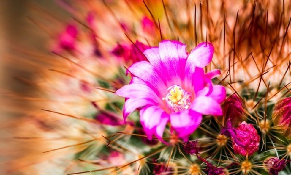 Watch This Stunning Time-Lapse Video of a Cactus Blooming
