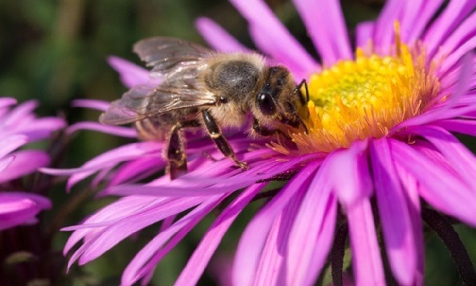 How Garden Centers Are Getting Toxic, Bee-Killing Pesticides Out of Their Plants and Off of Their Shelves