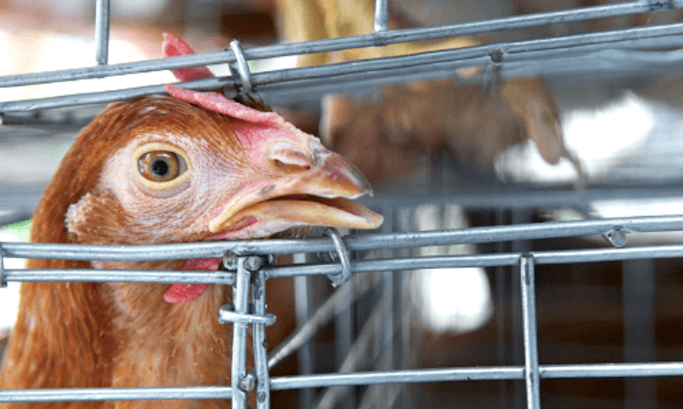 Avian Flu Epidemic Prompts CDC Warning of 'Potential for Human Infection'