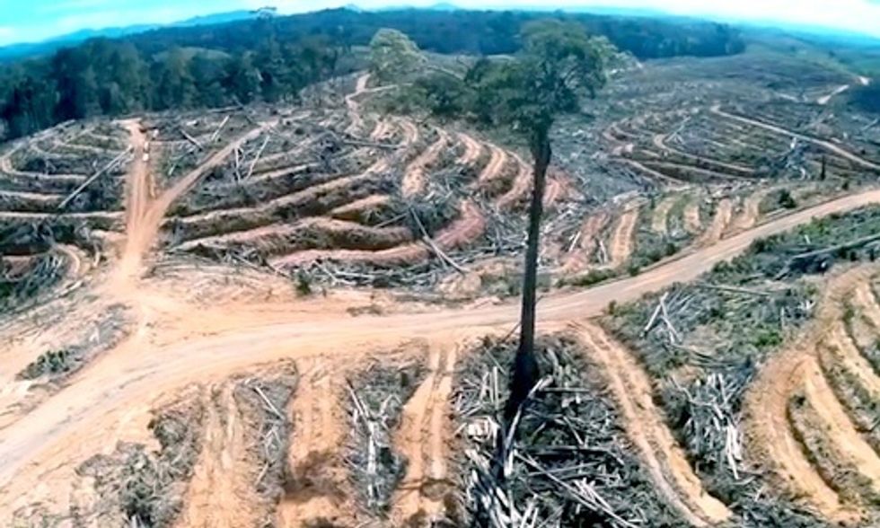 Drone Footage Captures the Shocking Reality of Rainforest Destruction