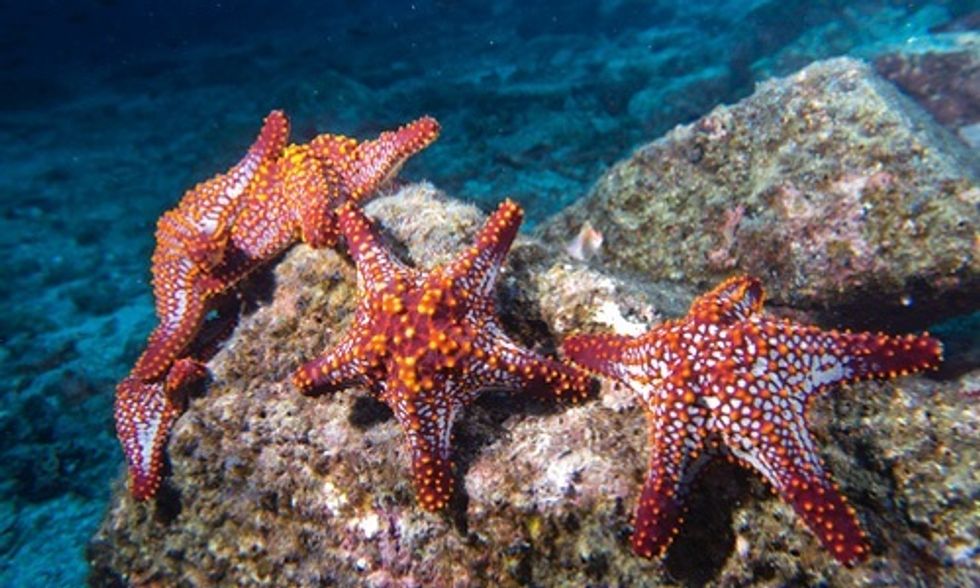 4 Must-See Videos on World Oceans Day